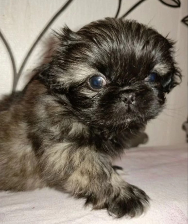 pekingese-puppy-for-sale-in-pennsylvania-big-0