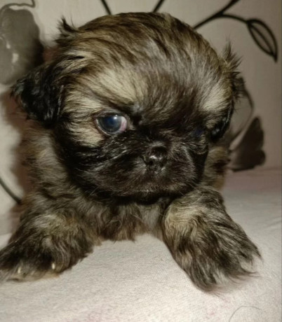 pekingese-puppy-for-sale-in-pennsylvania-big-2