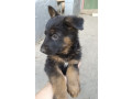 german-shepherd-puppy-male-in-mi-michigan-small-0