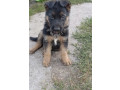 german-shepherd-puppy-male-in-mi-michigan-small-1