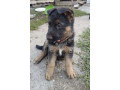 german-shepherd-puppy-male-in-mi-michigan-small-2