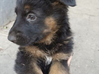 German Shepherd Puppy, Male in MI (Michigan)