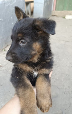 german-shepherd-puppy-male-in-mi-michigan-big-0