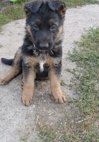 german-shepherd-puppy-male-in-mi-michigan-big-1