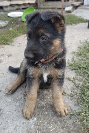 german-shepherd-puppy-male-in-mi-michigan-big-2