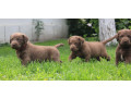 charming-chesapeake-bay-retriever-puppies-for-sale-small-2