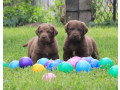 charming-chesapeake-bay-retriever-puppies-for-sale-small-4