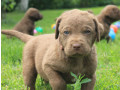 charming-chesapeake-bay-retriever-puppies-for-sale-small-5