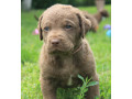 charming-chesapeake-bay-retriever-puppies-for-sale-small-6