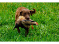 charming-chesapeake-bay-retriever-puppies-for-sale-small-0