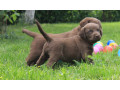 charming-chesapeake-bay-retriever-puppies-for-sale-small-3