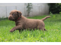 charming-chesapeake-bay-retriever-puppies-for-sale-small-1