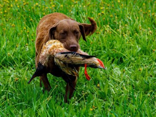 Charming Chesapeake Bay Retriever Puppies for Sale!