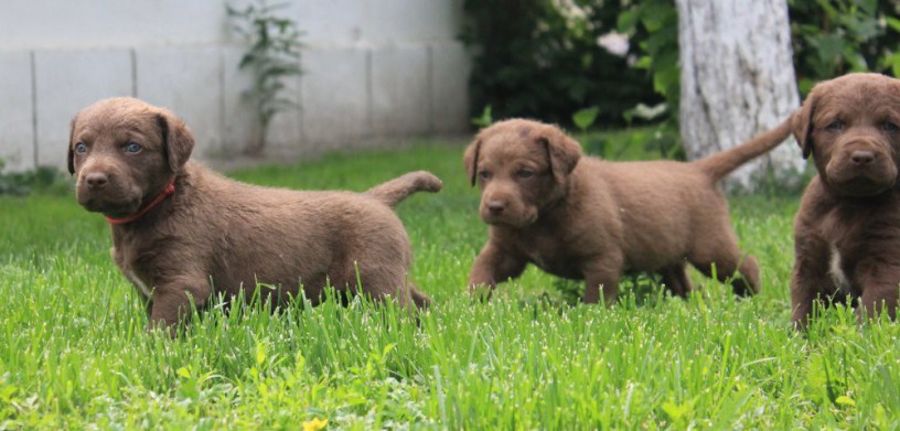 charming-chesapeake-bay-retriever-puppies-for-sale-big-2