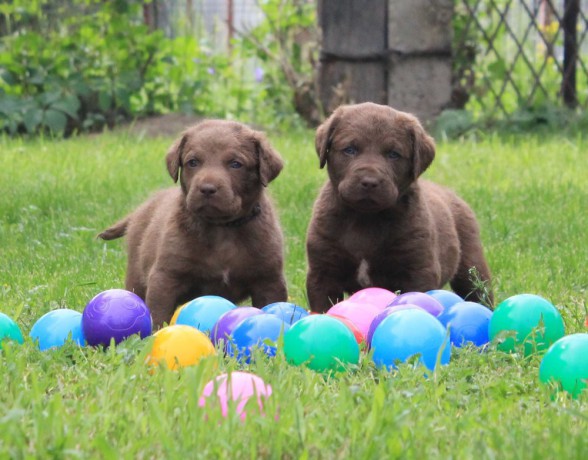 charming-chesapeake-bay-retriever-puppies-for-sale-big-4