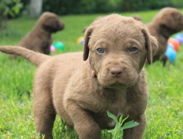 charming-chesapeake-bay-retriever-puppies-for-sale-big-5