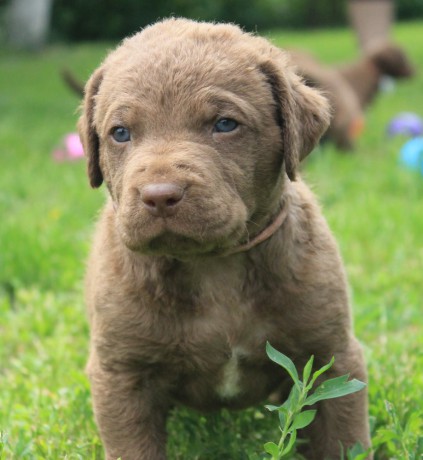 charming-chesapeake-bay-retriever-puppies-for-sale-big-6