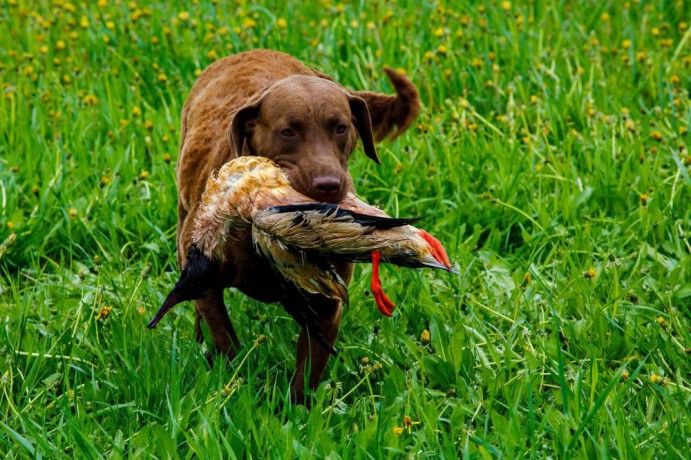 charming-chesapeake-bay-retriever-puppies-for-sale-big-0