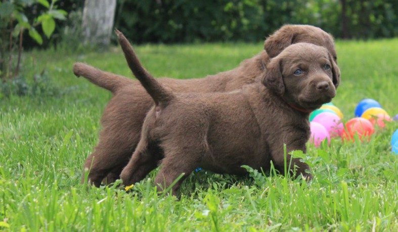 charming-chesapeake-bay-retriever-puppies-for-sale-big-3