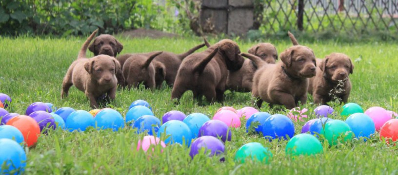 charming-chesapeake-bay-retriever-puppies-for-sale-big-7