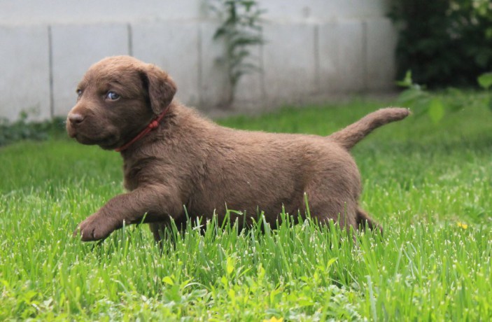 charming-chesapeake-bay-retriever-puppies-for-sale-big-1