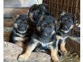 german-shepherd-puppies-for-reservation-in-ny-small-3