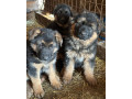 german-shepherd-puppies-for-reservation-in-ny-small-1