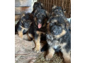 german-shepherd-puppies-for-reservation-in-ny-small-0