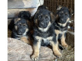 german-shepherd-puppies-for-reservation-in-ny-small-2