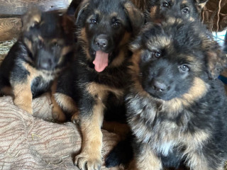 German Shepherd Puppies for Reservation in NY