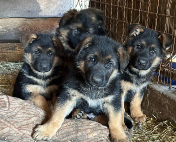 german-shepherd-puppies-for-reservation-in-ny-big-3