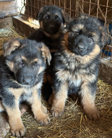 german-shepherd-puppies-for-reservation-in-ny-big-1