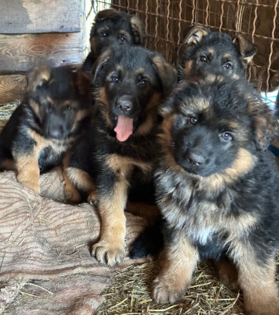 german-shepherd-puppies-for-reservation-in-ny-big-0