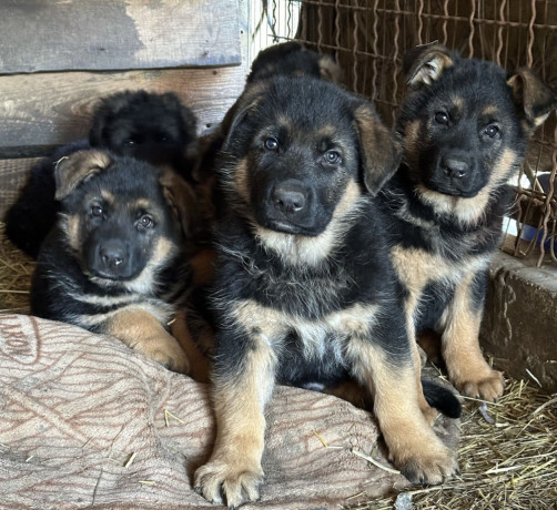 german-shepherd-puppies-for-reservation-in-ny-big-2