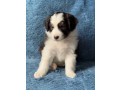 australian-shepherd-puppies-in-ny-small-1