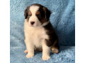 australian-shepherd-puppies-in-ny-small-4