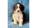 australian-shepherd-puppies-in-ny-small-3