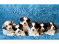 australian-shepherd-puppies-in-ny-small-0