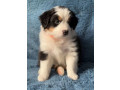 australian-shepherd-puppies-in-ny-small-2