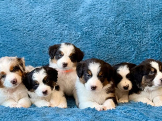 Australian Shepherd Puppies in NY