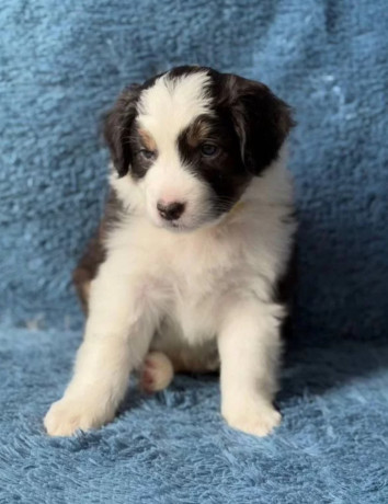 australian-shepherd-puppies-in-ny-big-1