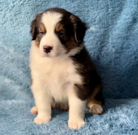 australian-shepherd-puppies-in-ny-big-4