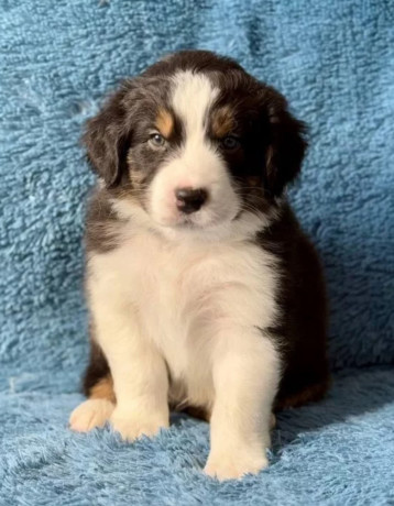 australian-shepherd-puppies-in-ny-big-3