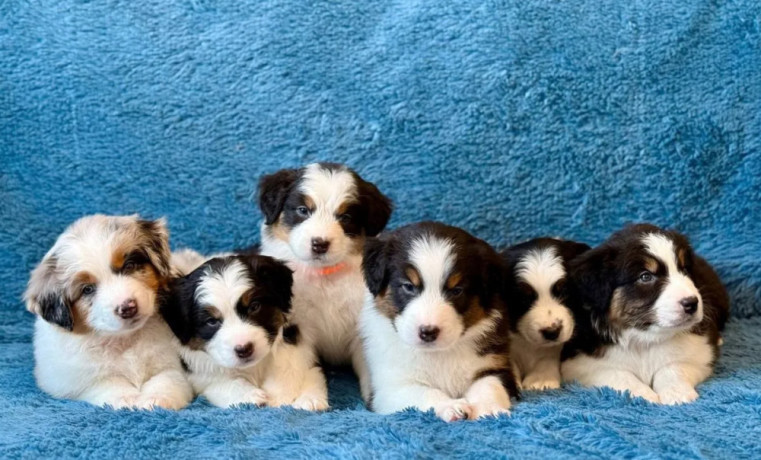 australian-shepherd-puppies-in-ny-big-0