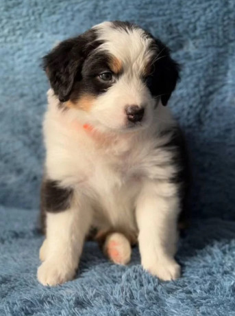 australian-shepherd-puppies-in-ny-big-2