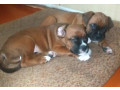 two-male-boxer-puppies-looking-for-a-home-in-florida-small-2