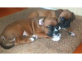 two-male-boxer-puppies-looking-for-a-home-in-florida-small-1