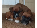 two-male-boxer-puppies-looking-for-a-home-in-florida-small-0