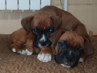 Two Male Boxer Puppies Looking for a Home in Florida