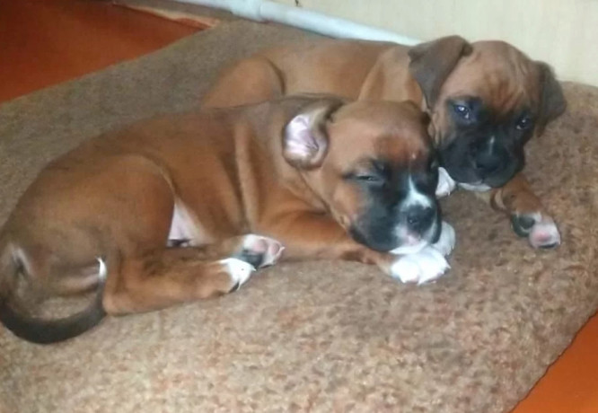 two-male-boxer-puppies-looking-for-a-home-in-florida-big-2